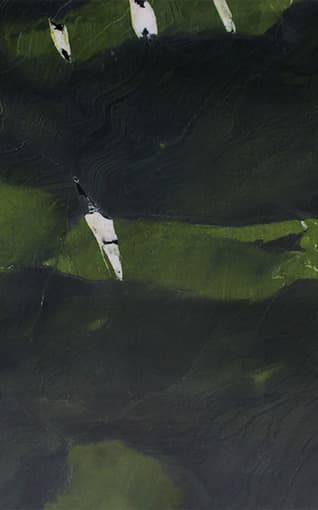 Avocatus - Green Granite Granite from Kishangarh